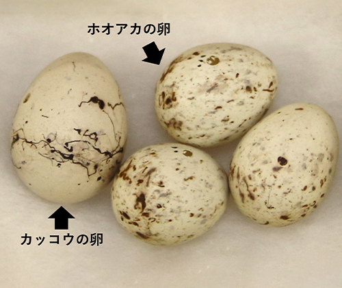 カッコウの卵擬態（小林コレクション　兵庫県立人と自然の博物館所蔵）
